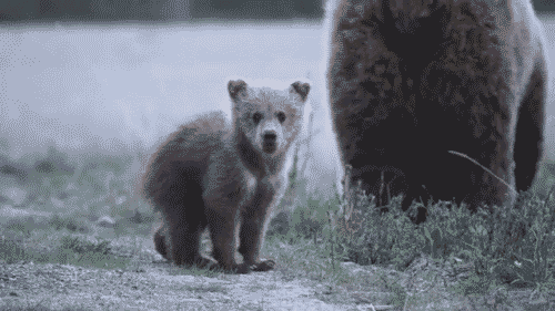 animated gif of cute dancing bear cub in front of mother and sibling fishing