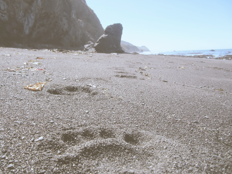Bear tracks in gravely black sand along the pacific ocean.